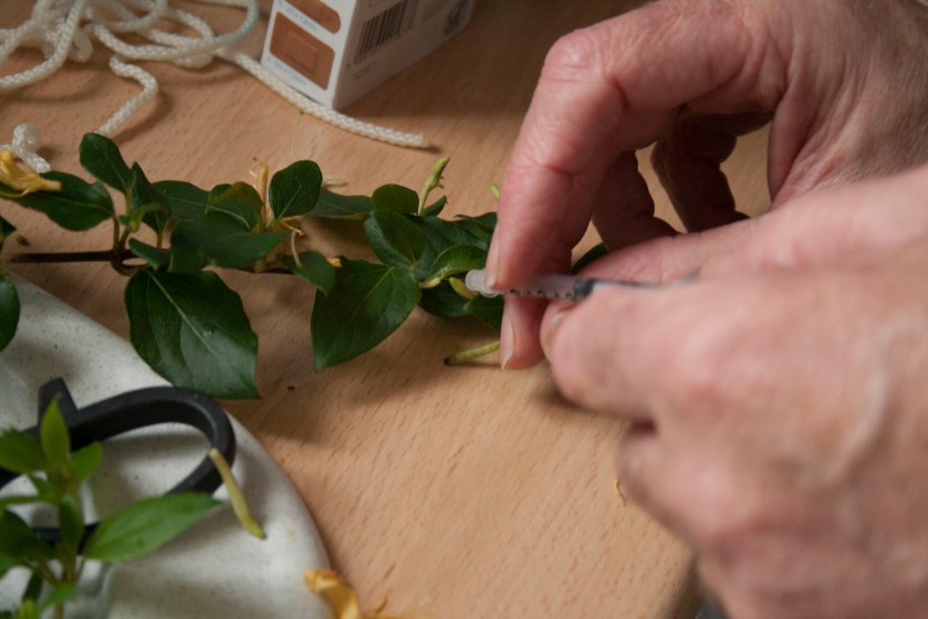 Tom Hoare honeymaking project